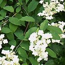 Hydrangea heteromalla (hortensja miękkowłosa)
