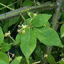 Euonymus alatus (trzmielina oskrzydlona)