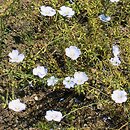 Linum austriacum (len austriacki)