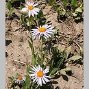 Aster tongolensis (aster tongolski)