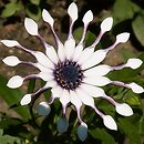 Osteospermum ecklonis Vega