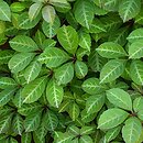 Parthenocissus henryana (winobluszcz domowy)