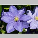 Clematis Fuji-musume