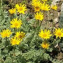 Anthemis marschalliana (rumian Marschalla)