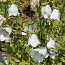 Codonopsis (dzwonkowiec)