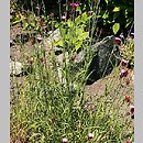 Dianthus giganteus (goździk olbrzymi)