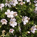Geranium sanguineum var. striatum