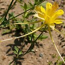 Aquilegia chaplinei