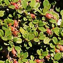 Cotoneaster microphyllus (irga drobnolistna)