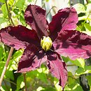 Clematis Warszawska Nike