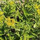 Phedimus (rozchodnik (Phedimus))
