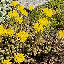 Petrosedum forsterianum (rozchodnik Forstera)