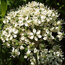 Allium nigrum (czosnek osobliwy)