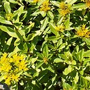 Phedimus ellacombeanus