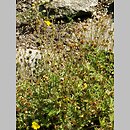 Potentilla nevadensis