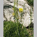 Erysimum decumbens (pszonak zagięty)