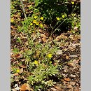 Potentilla hippiana (pięciornik koński)