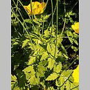Meconopsis cambrica (mekonops walijski)