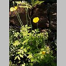 Meconopsis (mekonops)