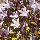 Campanula garganica (dzwonek gargański)