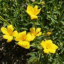 Linum campanulatum (len dzwonkowaty)