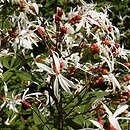Gillenia trifoliata (gillenia trójlistna)
