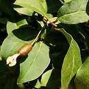 Elaeagnus multiflora (oliwnik kwietny)