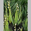 Sisyrinchium striatum (miecznica szerokolistna)