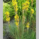 Asphodeline (złotnica)