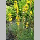 Asphodeline lutea (złotnica żółta)