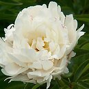 Paeonia lactiflora La Tulipe