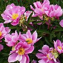 Paeonia lactiflora Murillo