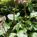 Bergenia Pinneberg