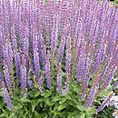 Salvia nemorosa Ostfriesland
