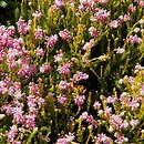 Bruckenthalia spiculifolia (brukentalia ostrolistna)