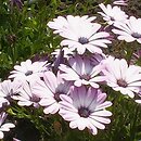 Osteospermum ecklonis Zanzibar Pink