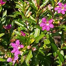 Cuphea hyssopifolia (kufea hyzopolistna)