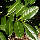 Prunus laurocerasus Rotundifolia