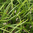 Liriope spicata (liriope kłosowate)