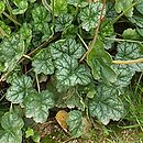 Heuchera Mint Frost