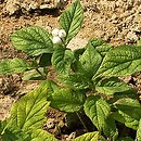 Triosteum pinnatifidum