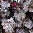 Heuchera Plum Pudding