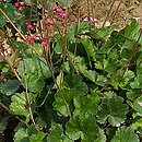 Heuchera Red Spangles