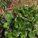 Heuchera (żurawka)