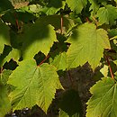 Acer caudatum ssp. ukurundense (klon ukurundzki)