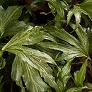 Hedera helix Triton