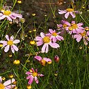 Coreopsis rosea (nachyłek różowy)