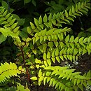 Coriaria japonica (garbownik japoński)