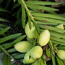 Cephalotaxus harringtonia (głowocis japoński)
