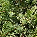 Abies amabilis (jodła wonna)